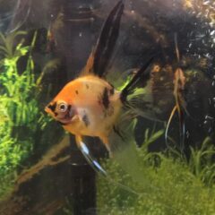 Orange Koi Angelfish Feb 25, 2017