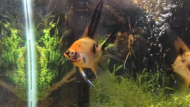 Orange Koi Angelfish Feb 25, 2017