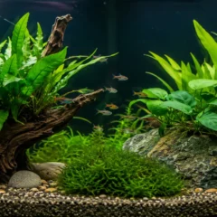 Live aquarium plants for beginners in a freshwater fish tank