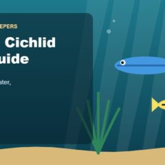 Illustration for the Beginners Fish Keepers article African Cichlid Care Guide for Beginners: Tank Size, Food, Water & Health