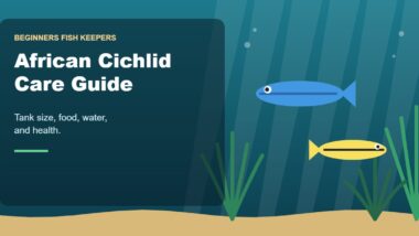 Illustration for the Beginners Fish Keepers article African Cichlid Care Guide for Beginners: Tank Size, Food, Water & Health