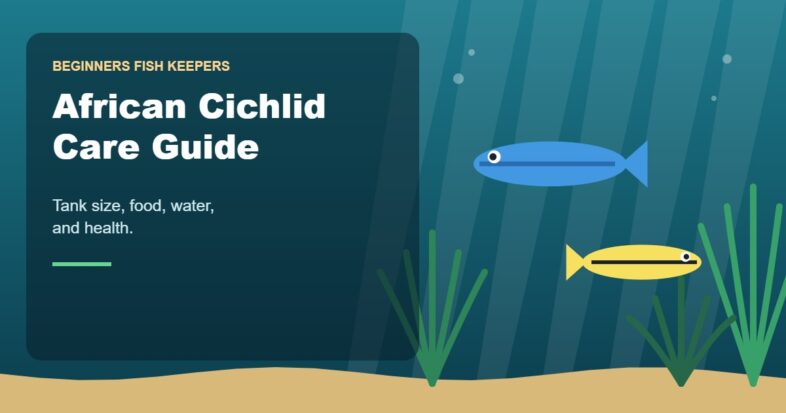 Illustration for the Beginners Fish Keepers article African Cichlid Care Guide for Beginners: Tank Size, Food, Water & Health