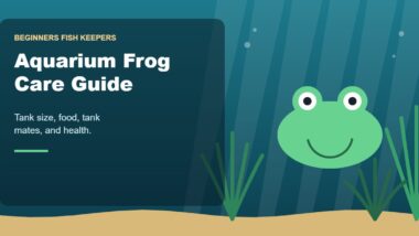 Illustration for the Beginners Fish Keepers article Aquarium Frog Care Guide for Beginners: Tank Size, Food, Tank Mates & Health