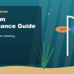 Illustration for the Beginners Fish Keepers article Aquarium Maintenance Guide for Beginners: Water Changes, Filter Cleaning & Weekly Care