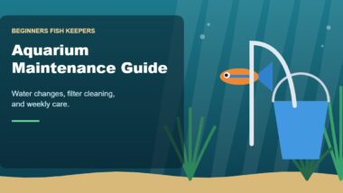 Illustration for the Beginners Fish Keepers article Aquarium Maintenance Guide for Beginners: Water Changes, Filter Cleaning & Weekly Care