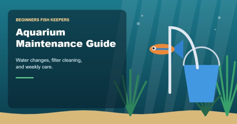Illustration for the Beginners Fish Keepers article Aquarium Maintenance Guide for Beginners: Water Changes, Filter Cleaning & Weekly Care