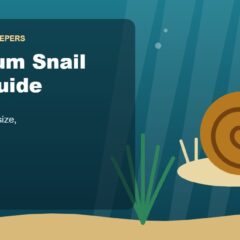 Illustration for the Beginners Fish Keepers article Aquarium Snail Care Guide for Beginners: Types, Food, Tank Size & Health