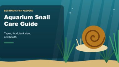 Illustration for the Beginners Fish Keepers article Aquarium Snail Care Guide for Beginners: Types, Food, Tank Size & Health