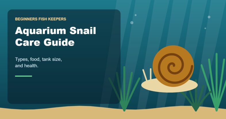 Illustration for the Beginners Fish Keepers article Aquarium Snail Care Guide for Beginners: Types, Food, Tank Size & Health