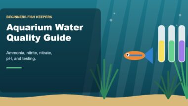 Illustration for the Beginners Fish Keepers article Aquarium Water Quality Guide