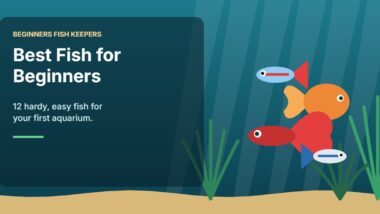 Illustration for the Beginners Fish Keepers article Best Fish for Beginners: 12 Hardy, Easy Fish for Your First Aquarium