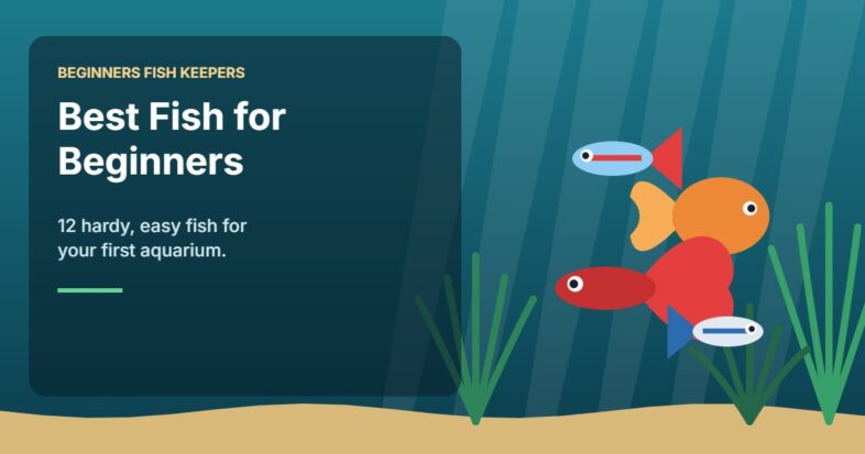 Illustration for the Beginners Fish Keepers article Best Fish for Beginners: 12 Hardy, Easy Fish for Your First Aquarium