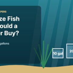 Illustration for the Beginners Fish Keepers article What Size Fish Tank Should a Beginner Buy?