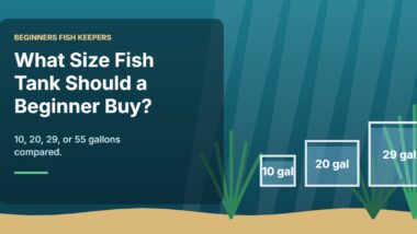 Illustration for the Beginners Fish Keepers article What Size Fish Tank Should a Beginner Buy?