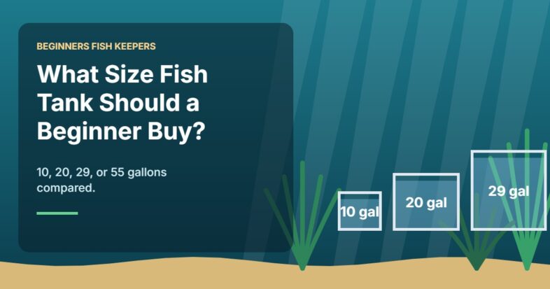 Illustration for the Beginners Fish Keepers article What Size Fish Tank Should a Beginner Buy?
