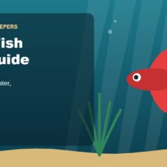 Illustration for the Beginners Fish Keepers article Betta Fish Care Guide for Beginners: Tank Size, Food, Water & Health