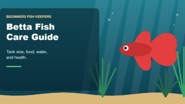 Illustration for the Beginners Fish Keepers article Betta Fish Care Guide for Beginners: Tank Size, Food, Water & Health