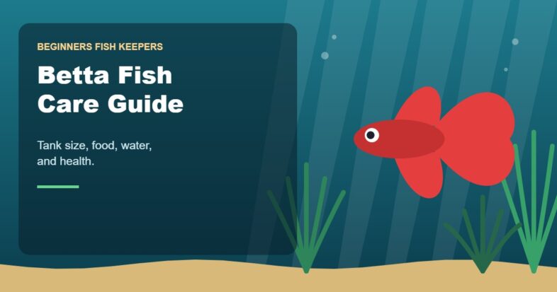 Illustration for the Beginners Fish Keepers article Betta Fish Care Guide for Beginners: Tank Size, Food, Water & Health