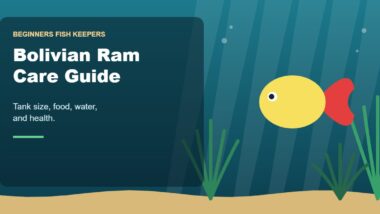 Illustration for the Beginners Fish Keepers article Bolivian Ram Care Guide for Beginners: Tank Size, Food, Water & Health
