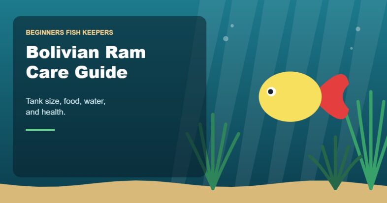 Illustration for the Beginners Fish Keepers article Bolivian Ram Care Guide for Beginners: Tank Size, Food, Water & Health