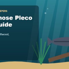 Illustration for the Beginners Fish Keepers article Bristlenose Pleco Care Guide for Beginners: Tank Size, Food, Driftwood & Health