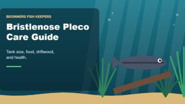 Illustration for the Beginners Fish Keepers article Bristlenose Pleco Care Guide for Beginners: Tank Size, Food, Driftwood & Health