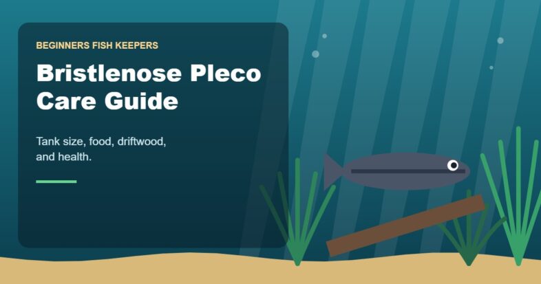 Illustration for the Beginners Fish Keepers article Bristlenose Pleco Care Guide for Beginners: Tank Size, Food, Driftwood & Health
