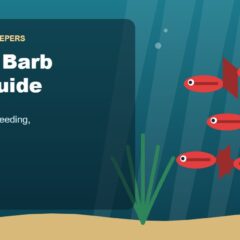 Illustration for the Beginners Fish Keepers article Cherry Barb Care Guide for Beginners: Tank Size, Food, Breeding & Health