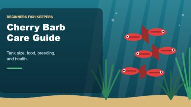 Illustration for the Beginners Fish Keepers article Cherry Barb Care Guide for Beginners: Tank Size, Food, Breeding & Health