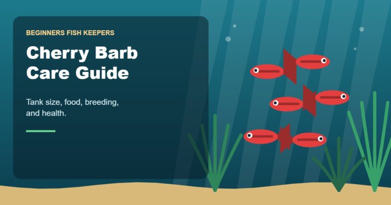 Illustration for the Beginners Fish Keepers article Cherry Barb Care Guide for Beginners: Tank Size, Food, Breeding & Health