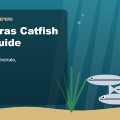 Illustration for the Beginners Fish Keepers article Corydoras Catfish Care Guide for Beginners: Tank Size, Food, Substrate & Health