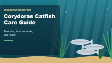 Illustration for the Beginners Fish Keepers article Corydoras Catfish Care Guide for Beginners: Tank Size, Food, Substrate & Health