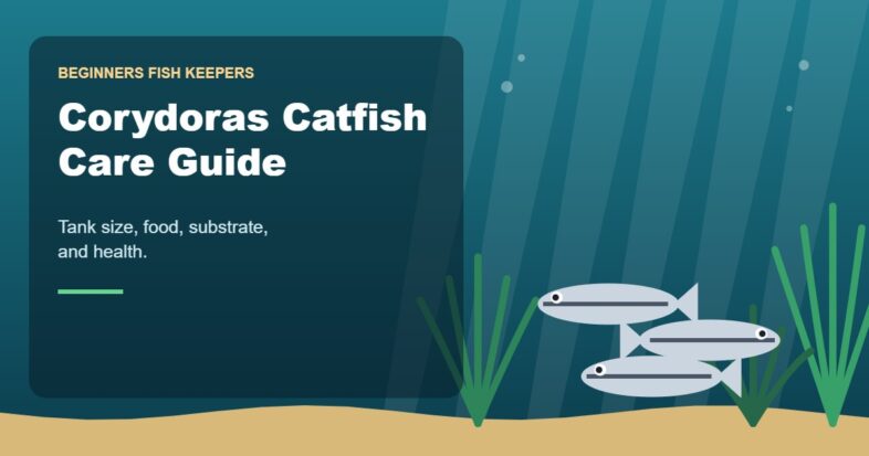 Illustration for the Beginners Fish Keepers article Corydoras Catfish Care Guide for Beginners: Tank Size, Food, Substrate & Health