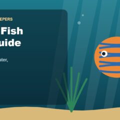 Illustration for the Beginners Fish Keepers article Discus Fish Care Guide for Beginners: Tank Size, Food, Water & Health