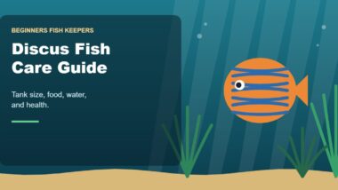 Illustration for the Beginners Fish Keepers article Discus Fish Care Guide for Beginners: Tank Size, Food, Water & Health
