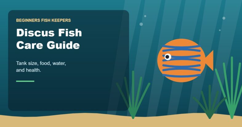 Illustration for the Beginners Fish Keepers article Discus Fish Care Guide for Beginners: Tank Size, Food, Water & Health
