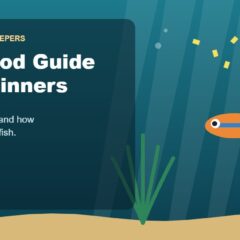Illustration for the Beginners Fish Keepers article Fish Food Guide for Beginners: What, How Much & How Often to Feed Aquarium Fish
