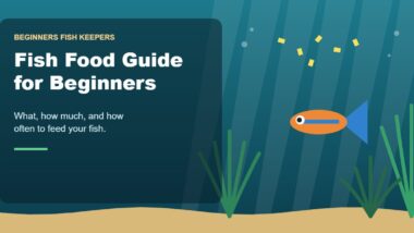 Illustration for the Beginners Fish Keepers article Fish Food Guide for Beginners: What, How Much & How Often to Feed Aquarium Fish