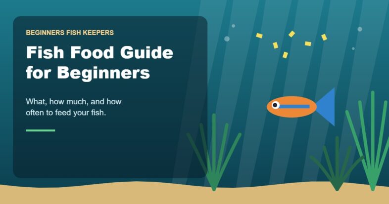 Illustration for the Beginners Fish Keepers article Fish Food Guide for Beginners: What, How Much & How Often to Feed Aquarium Fish