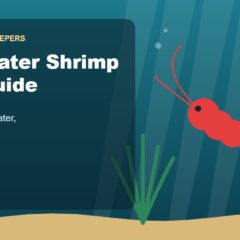 Illustration for the Beginners Fish Keepers article Freshwater Shrimp Care Guide for Beginners: Tank Size, Food, Water & Health
