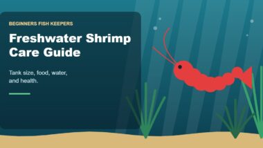 Illustration for the Beginners Fish Keepers article Freshwater Shrimp Care Guide for Beginners: Tank Size, Food, Water & Health
