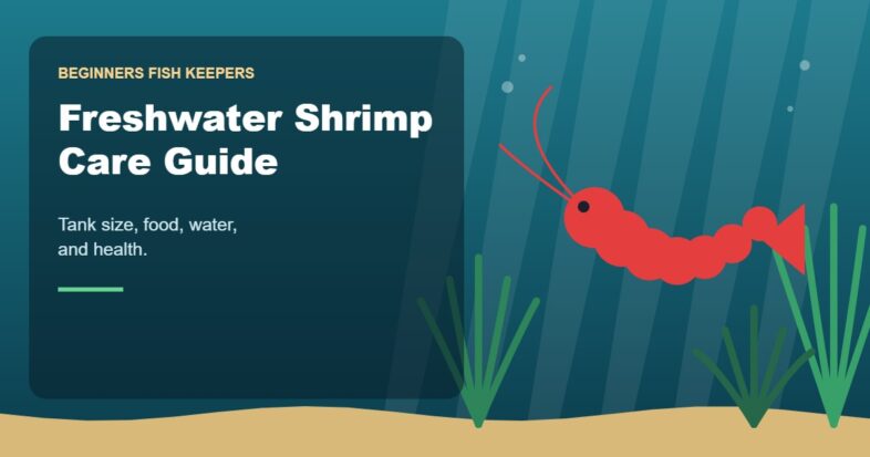 Illustration for the Beginners Fish Keepers article Freshwater Shrimp Care Guide for Beginners: Tank Size, Food, Water & Health