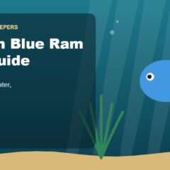 Illustration for the Beginners Fish Keepers article German Blue Ram Care Guide for Beginners: Tank Size, Food, Water & Health