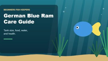 Illustration for the Beginners Fish Keepers article German Blue Ram Care Guide for Beginners: Tank Size, Food, Water & Health