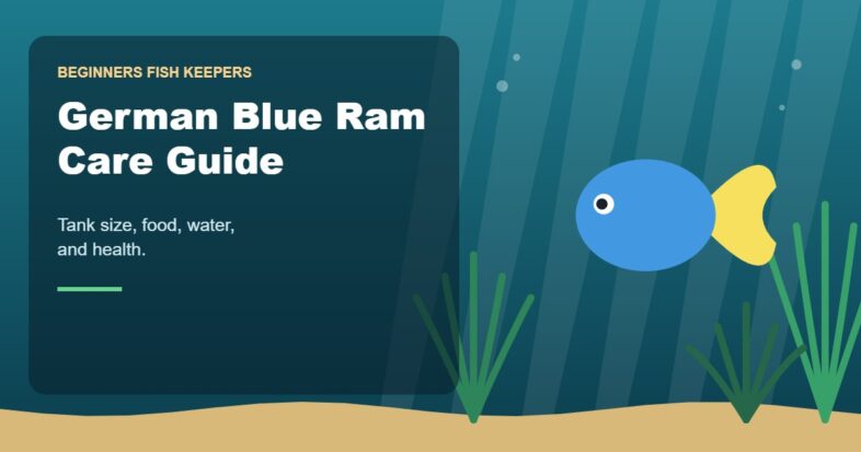 Illustration for the Beginners Fish Keepers article German Blue Ram Care Guide for Beginners: Tank Size, Food, Water & Health