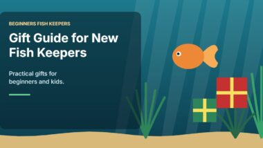 Illustration for the Beginners Fish Keepers article Gift Guide for New Fish Keepers (2026): Practical Gifts for Beginners and Kids