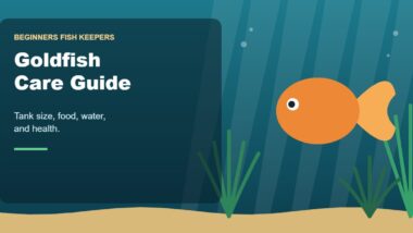 Illustration for the Beginners Fish Keepers article Goldfish Care Guide for Beginners: Tank Size, Food, Water & Health