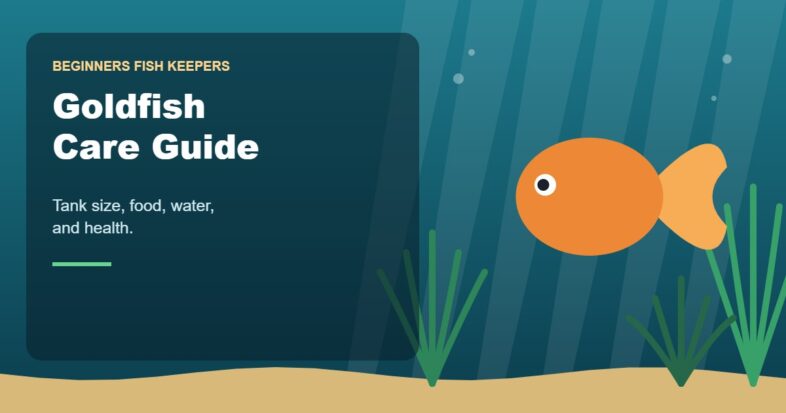 Illustration for the Beginners Fish Keepers article Goldfish Care Guide for Beginners: Tank Size, Food, Water & Health