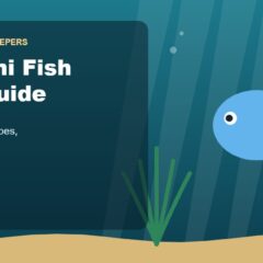 Illustration for the Beginners Fish Keepers article Gourami Fish Care Guide for Beginners: Tank Size, Food, Types & Health