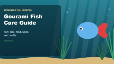 Illustration for the Beginners Fish Keepers article Gourami Fish Care Guide for Beginners: Tank Size, Food, Types & Health